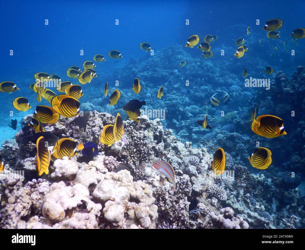 Coral Reef Ecosystem Stock Photo - Alamy