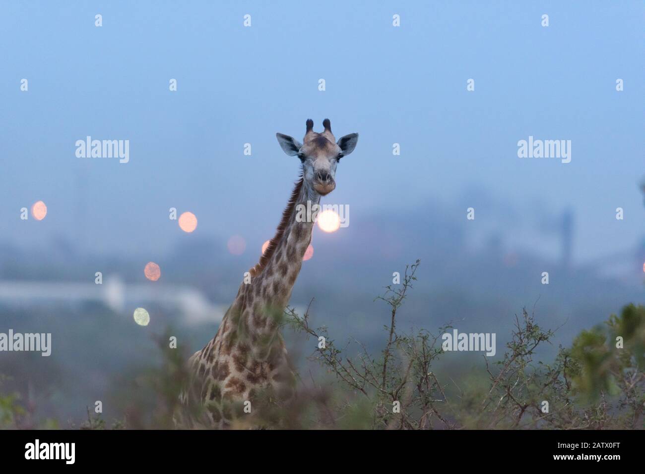 African giraffe illustration vector hi-res stock photography and images ...