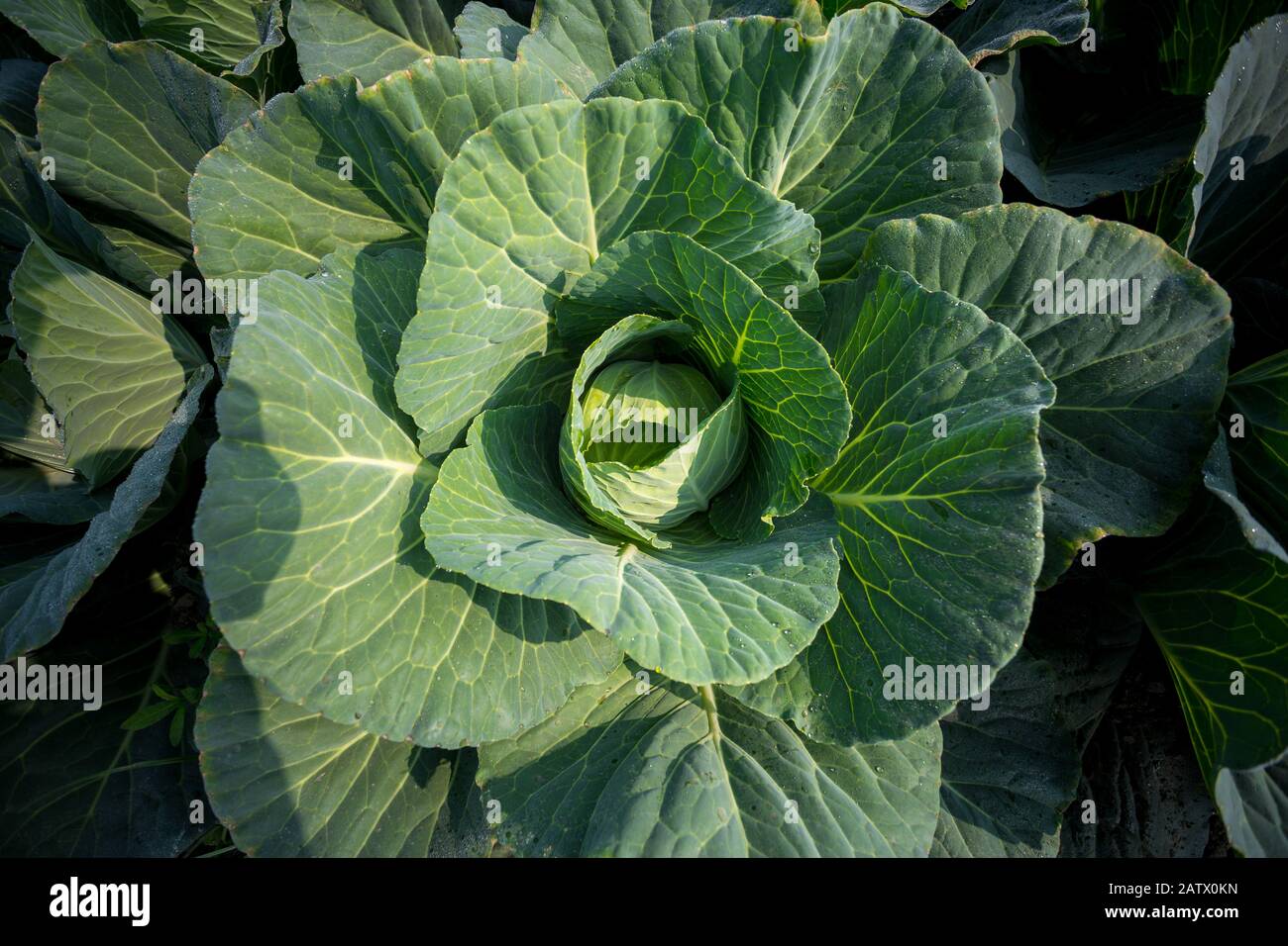 Top View of Fresh Green Cabbage or headed Cabbage grow in the garden at