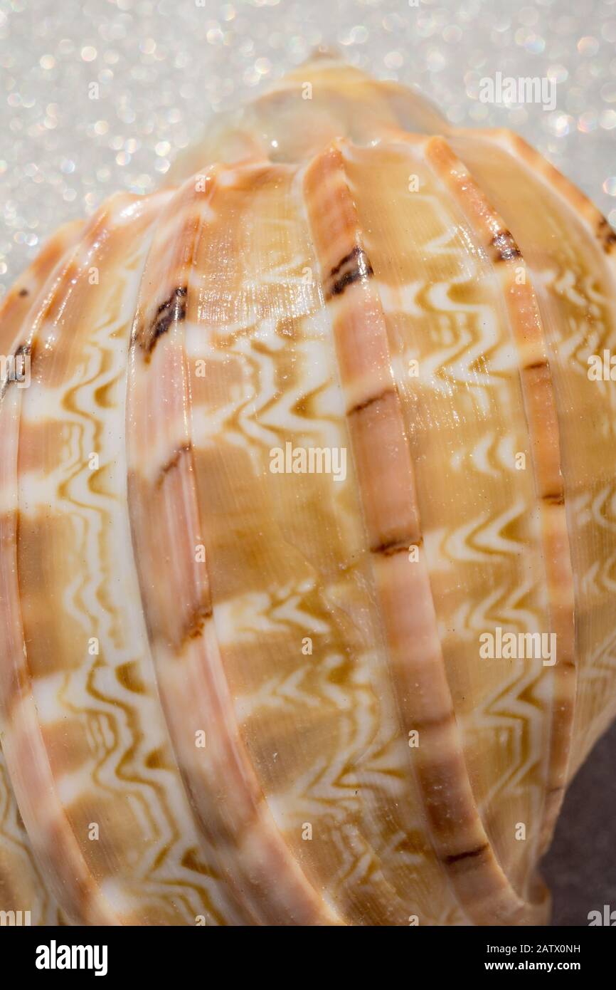 Decorative brown sea shell close up background Stock Photo - Alamy