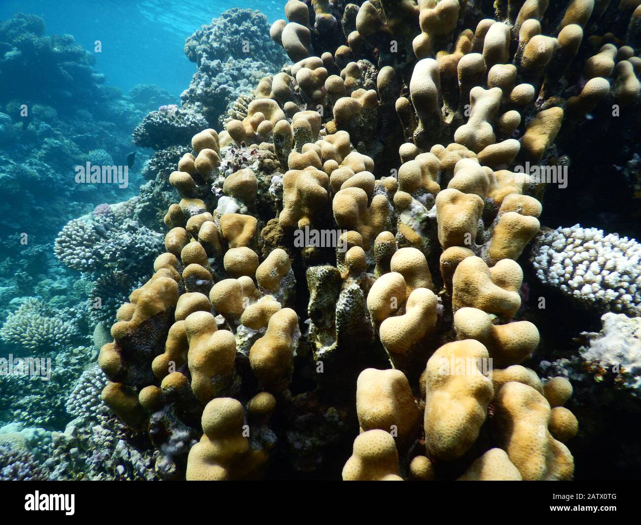 Coral Reef Ecosystem Stock Photo - Alamy