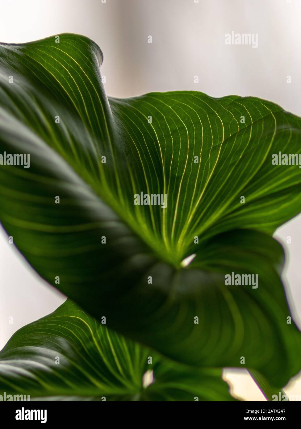 Bright Green Leaf Texture Blurred Background And Blurry Foreground bright-green-leaf-texture-blurred-background-and-blurry-foreground