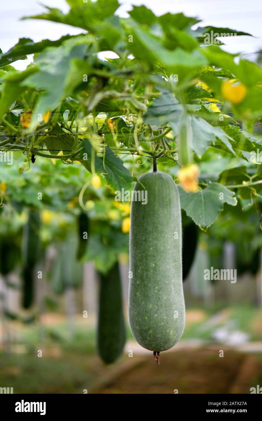 Hanging melon hires stock photography and images Alamy