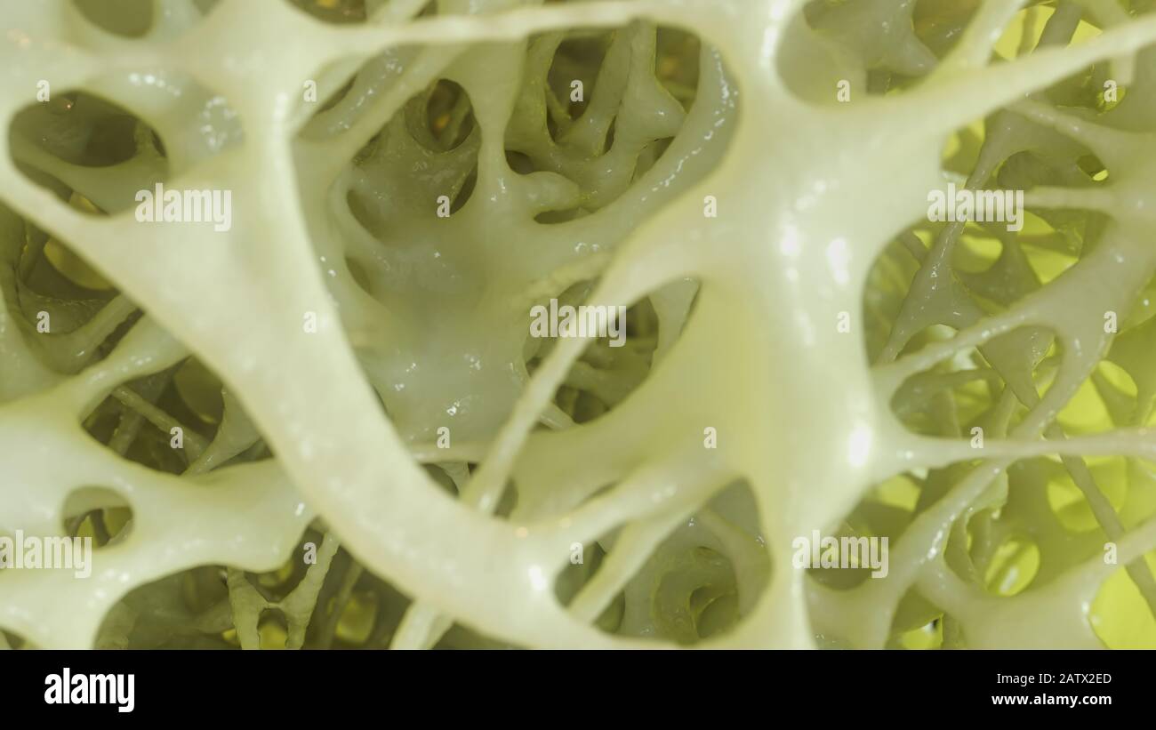 Porous Bone Stock Photos & Porous Bone Stock Images Alamy