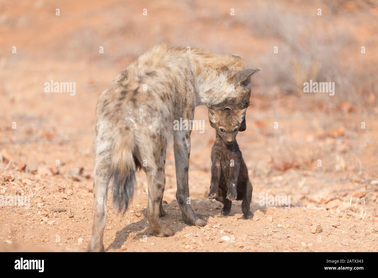 Baby spotted hyenas hires stock photography and images Alamy