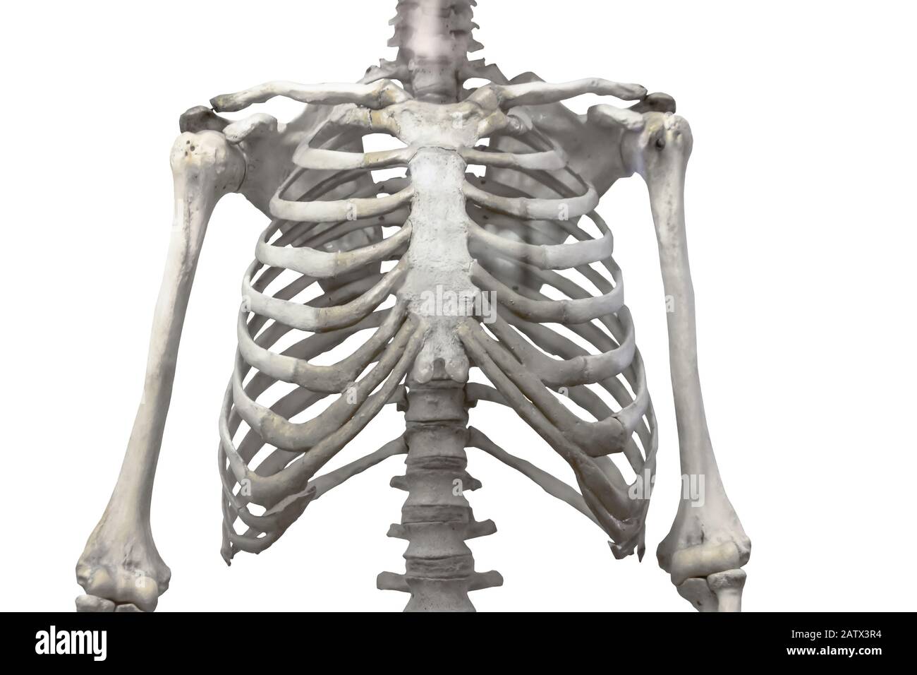 Кости в Spine