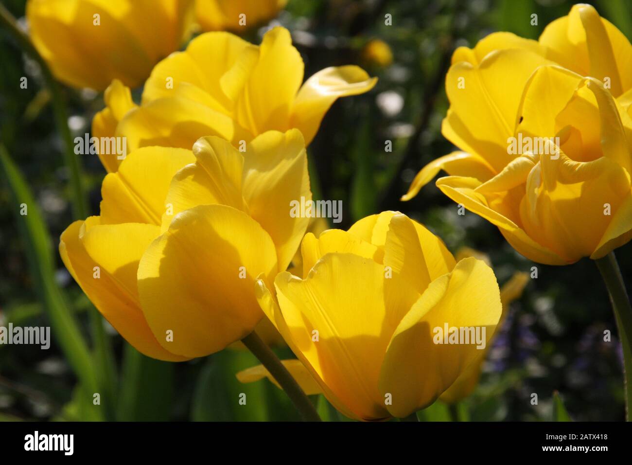 Yellow flowers of blooming tulips in a flower bed at spring season on a ...