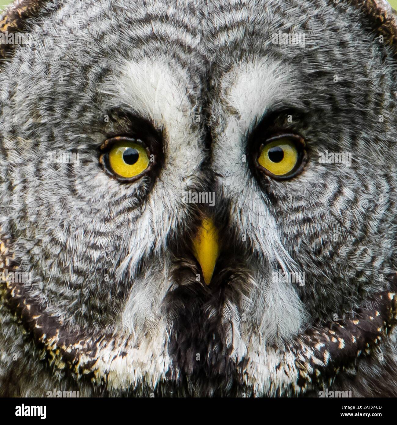 Great Grey's Face a close up of the Great Grey Owl (Strix Nebulosa) Stock Photo