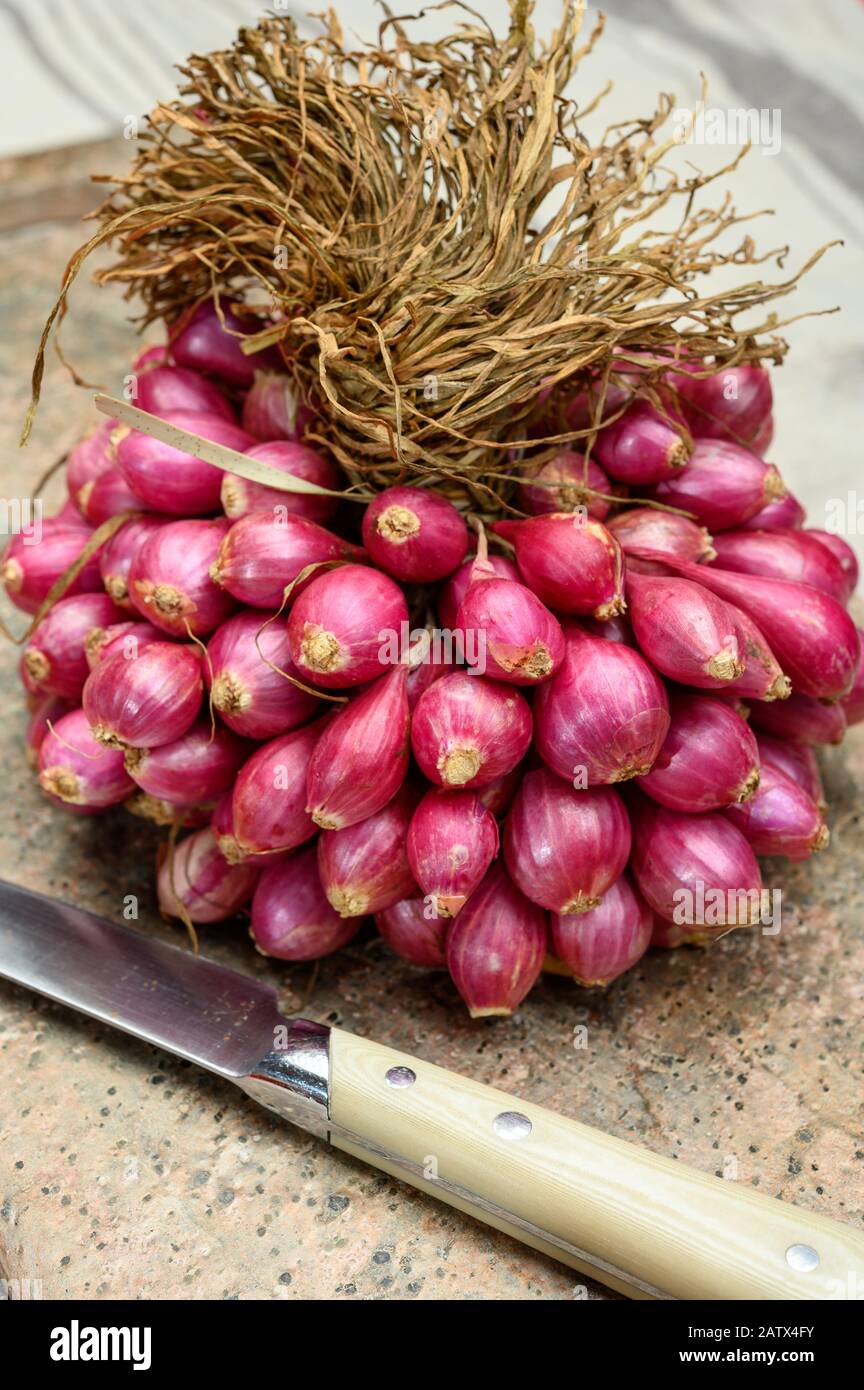 Bunch of high quality small red shallot sambar onions from India Stock Photo