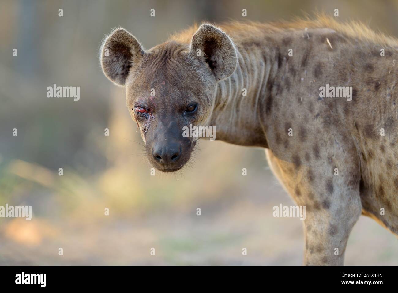 Hyena portrait in the African wilderness Stock Photo