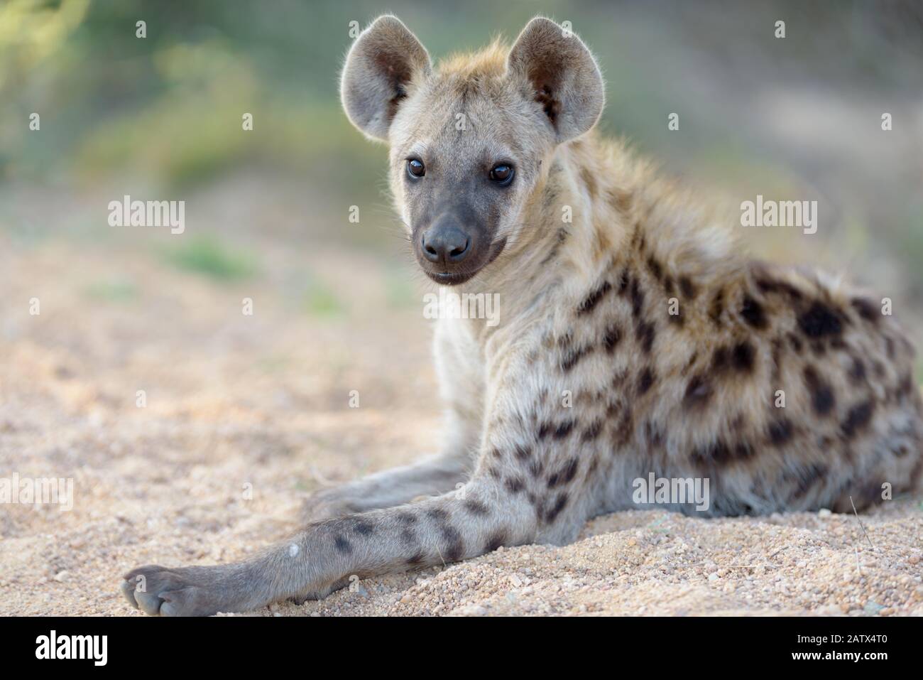 Hyena puppy hi-res stock photography and images - Alamy