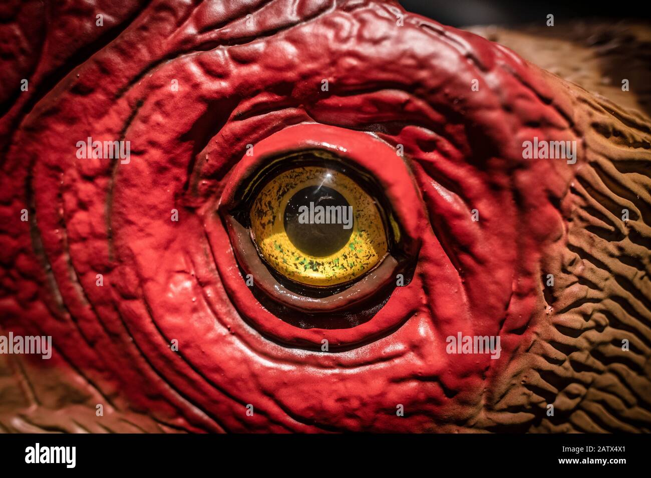 05 February 2020, North Rhine-Westphalia, Münster: The eye of a lifelike reconstruction of a predatory dinosaur can be seen in the LWL Museum of Natural History. The 'Wiehenvenator albati' was at least eight metres long, two metres high and lived in Westphalia. The petrified bones became known under the name 'Monstser von Minden'. A model maker has now reconstructed the 165 million year old find lifelike with a 3-printer. Photo: Bernd Thissen/dpa Stock Photo