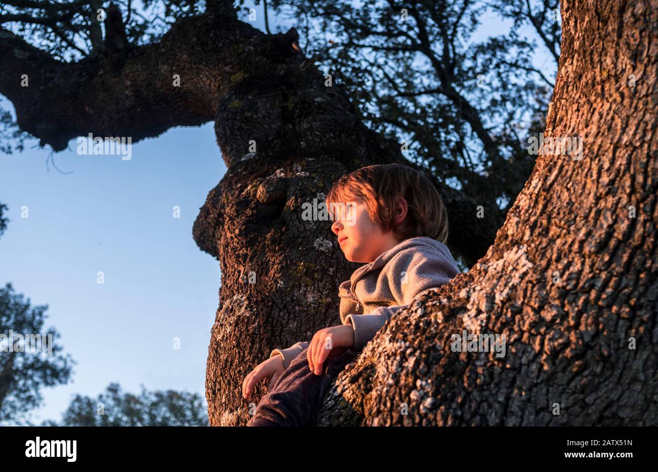 Little boy climbed up a holm oak tree observing the sunset. Discovering nature for children concept Stock Photo