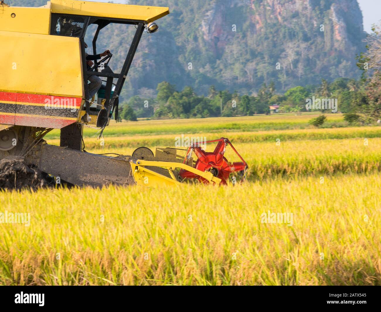 A combine harvester is reaping rice crop in the paddy field Stock Photo
