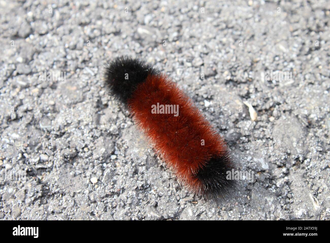 Woolly Bear Caterpillar in nature Stock Photo Alamy