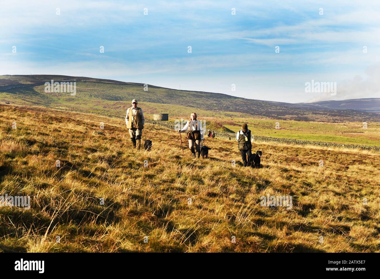Gun dogs training session Barden Moor Yorkshire Dales UK Stock Photo