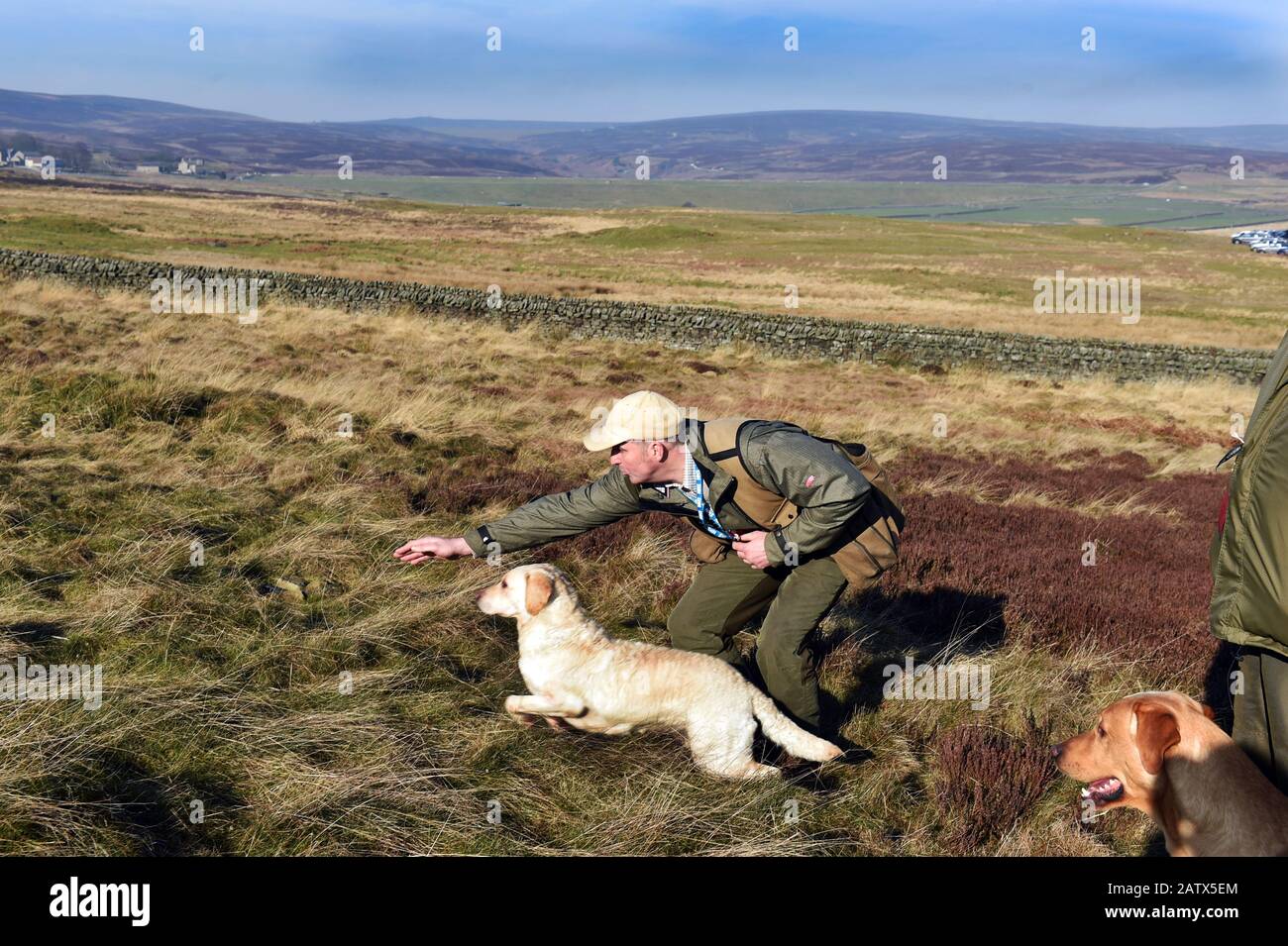 Gun dogs training session Barden Moor Yorkshire Dales UK Stock Photo