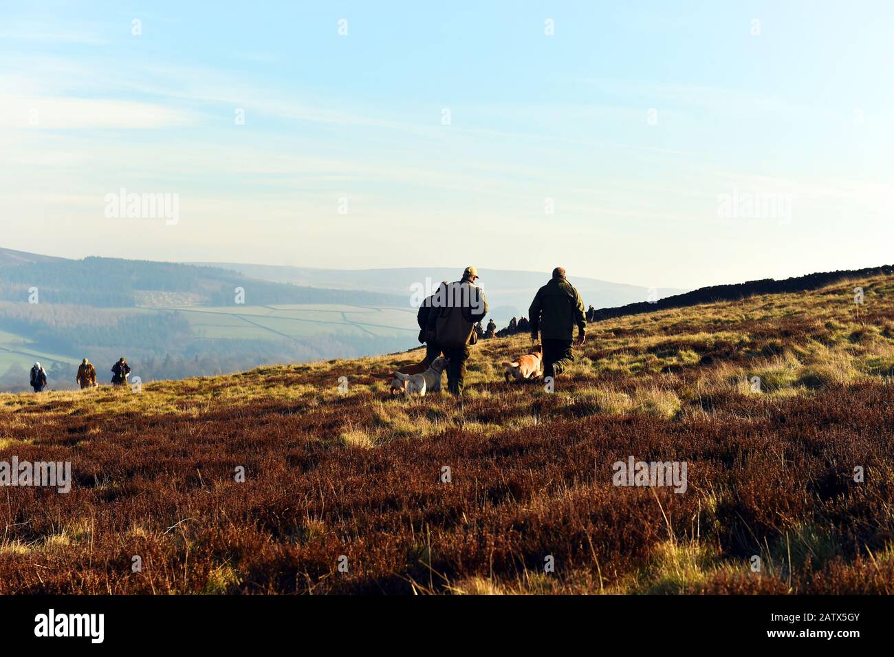 Gun dogs training session Barden Moor Yorkshire Dales UK Stock Photo