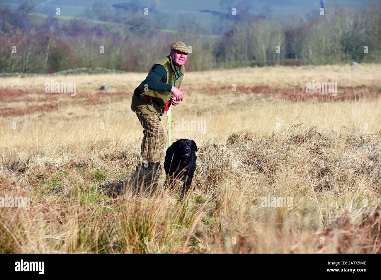Gun dogs training session Barden Moor Yorkshire Dales UK a gamekeeper trains his dog to fetch a dummy bird. Stock Photo