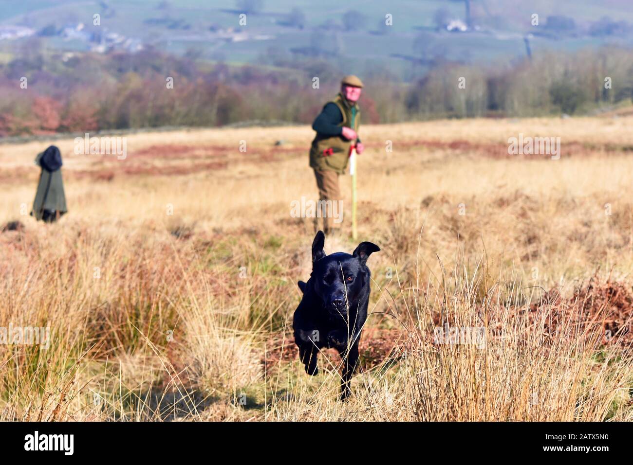 Gun dogs training session Barden Moor Yorkshire Dales UK a gamekeeper trains his dog to fetch a dummy bird. Stock Photo