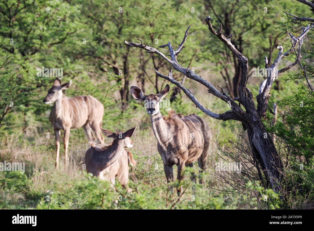 Small herd of kudus in  Nambiti Private Game Reserve - Kwazulu Natal, South Africa Stock Photo