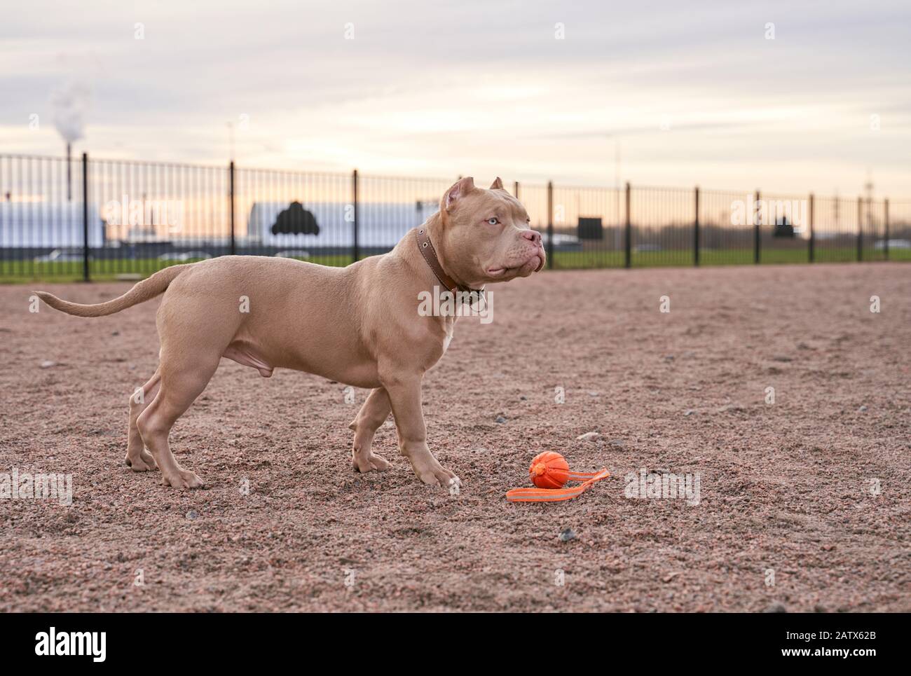 American bully breed dogs hires stock photography and images Alamy