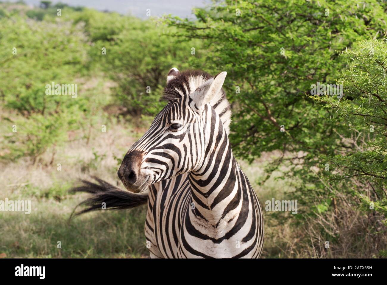 Zebra in Nambiti Big 5 Private Game Reserve,  KwaZulu-Natal - South Africa Stock Photo