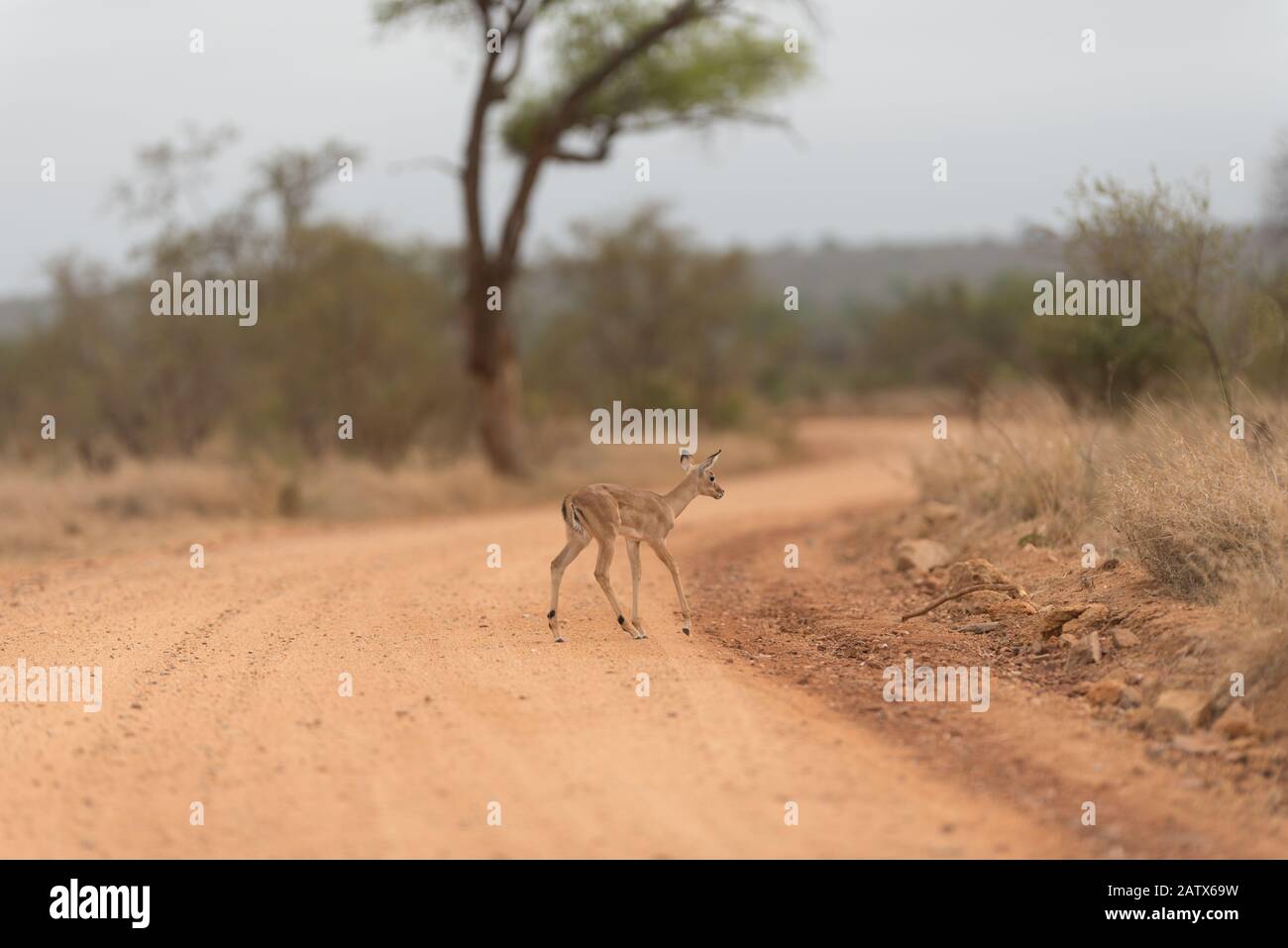 Impala ewe with calf hi-res stock photography and images - Alamy
