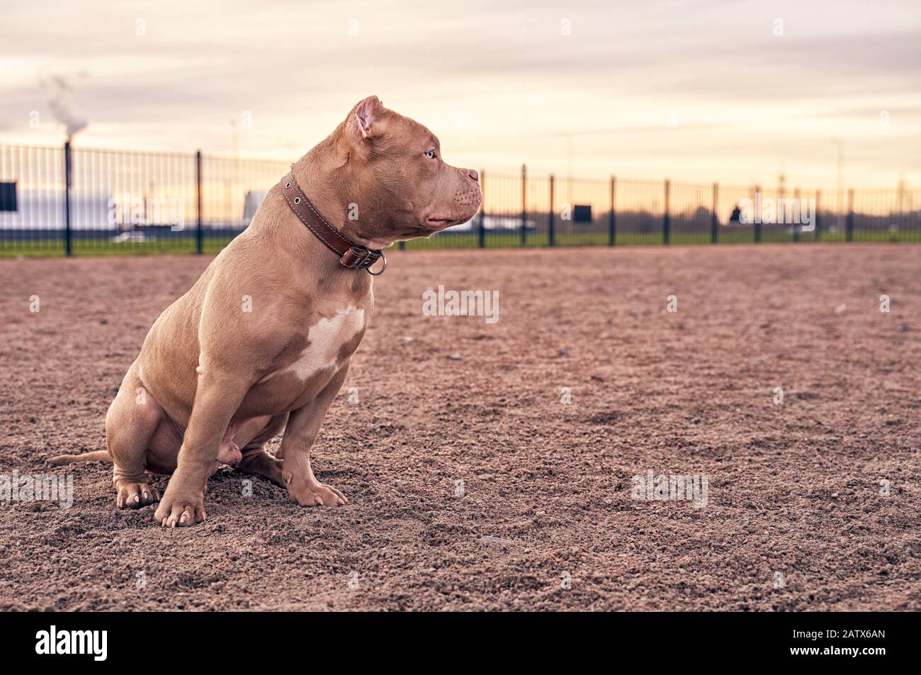 American bully muzzle in profile looks away Stock Photo Alamy