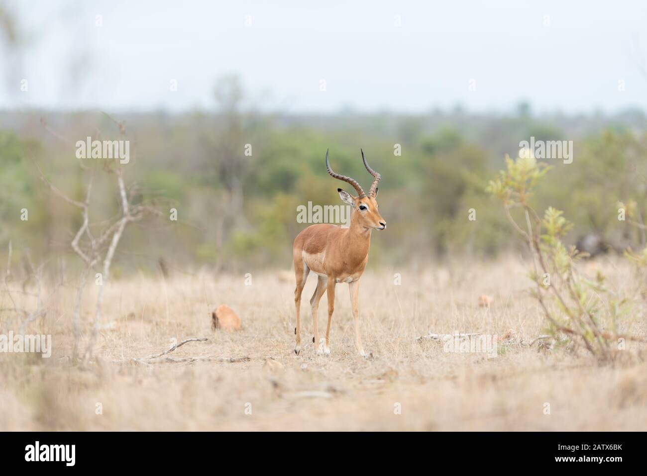 Cute impala close up hi-res stock photography and images - Alamy