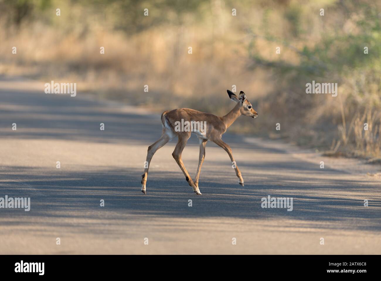 Impala mother and calf hi-res stock photography and images - Alamy