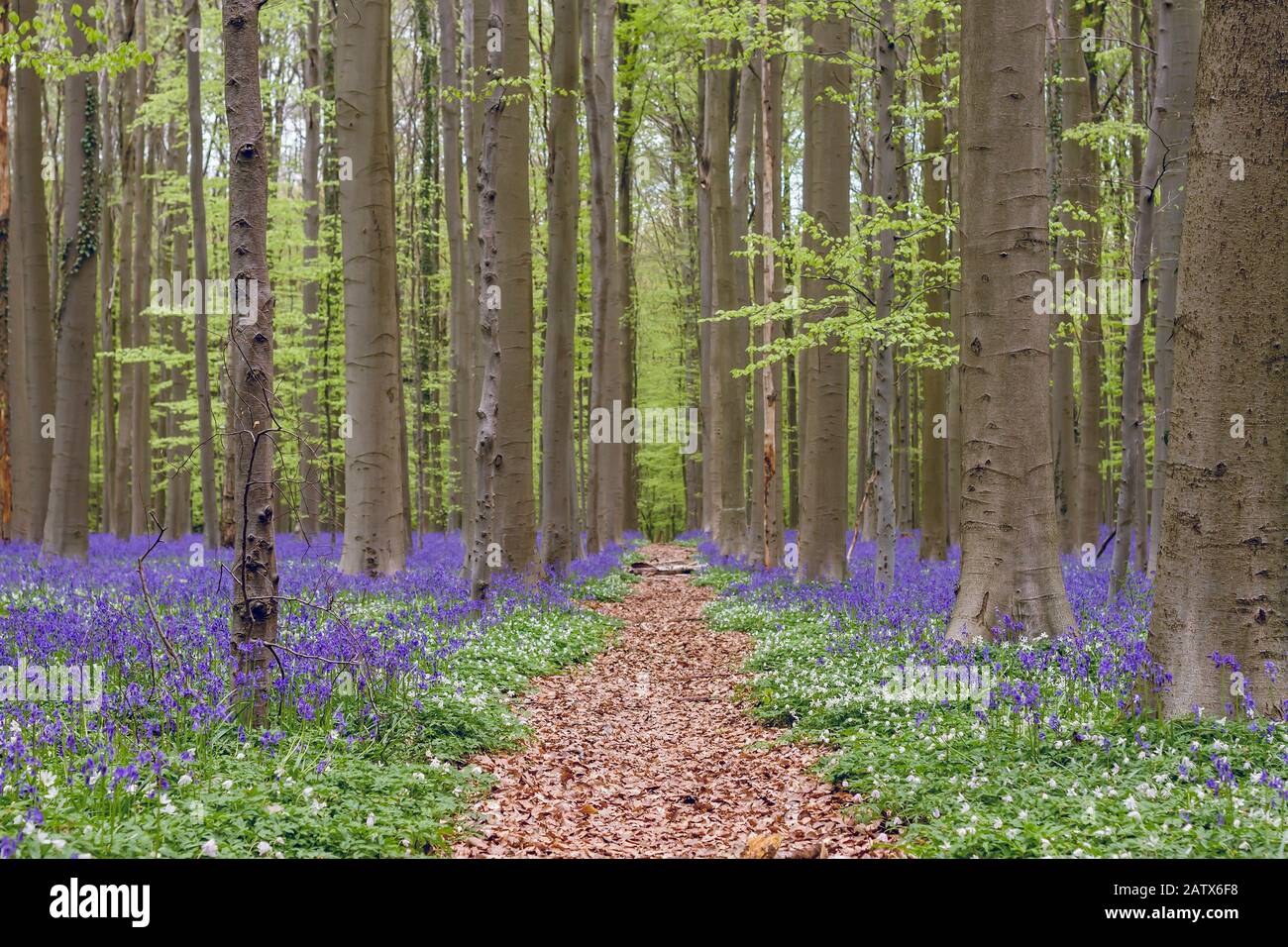 Path among the bluebells in the springtime forest Stock Photo