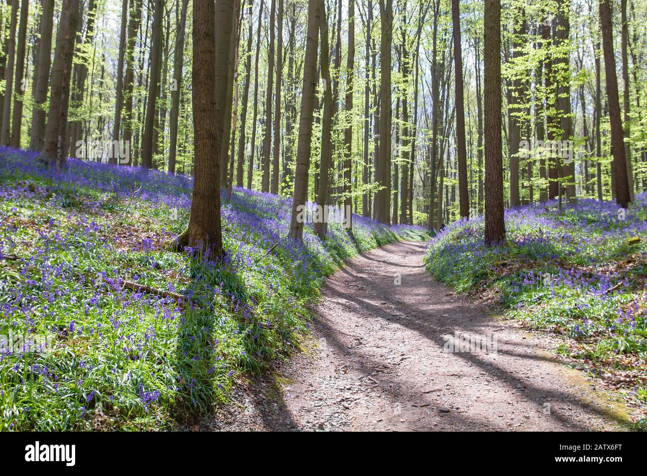 Path among the bluebells in the springtime forest Stock Photo