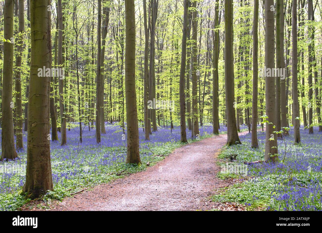 Path among the bluebells in the springtime forest Stock Photo