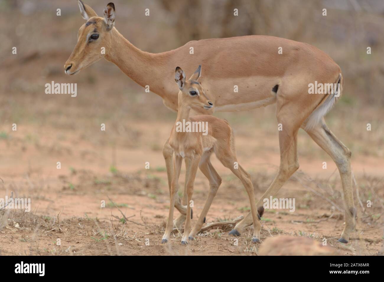 Impala Ewe With Calf High Resolution Stock Photography and Images - Alamy