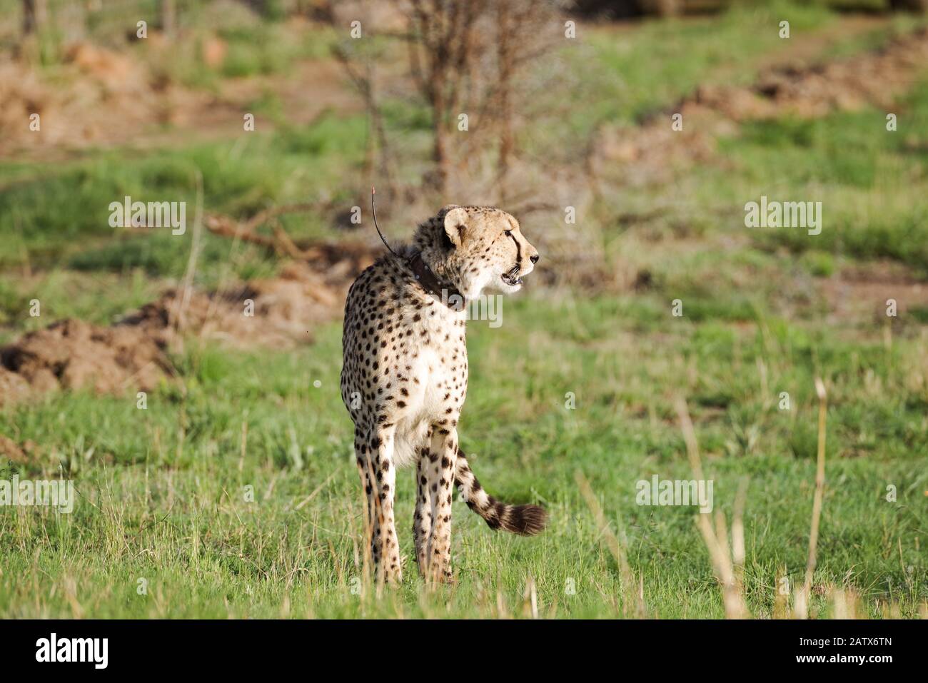 Beautiful male cheetah with a tracking collar in a private reserve in South Africa Stock Photo