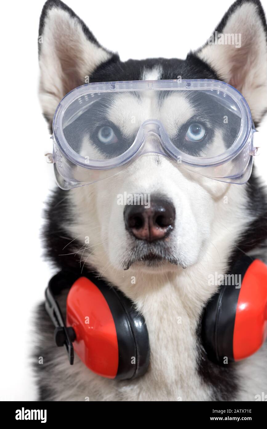 Funny husky dog worker in builder glasses and headphone to ear protection. Stock Photo