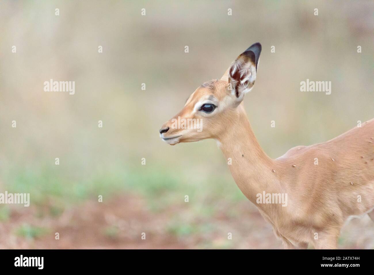 Impala ewe with calf hi-res stock photography and images - Alamy