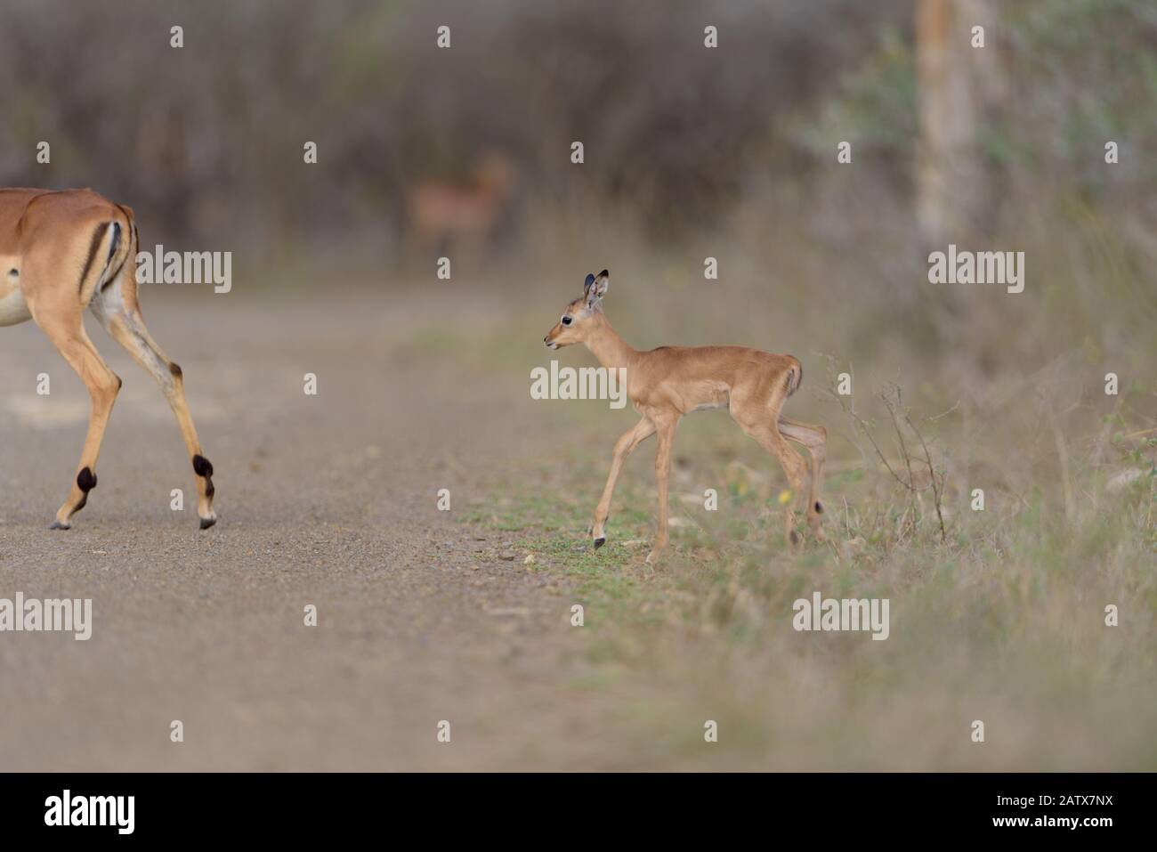 Impala Ewe With Calf High Resolution Stock Photography and Images - Alamy