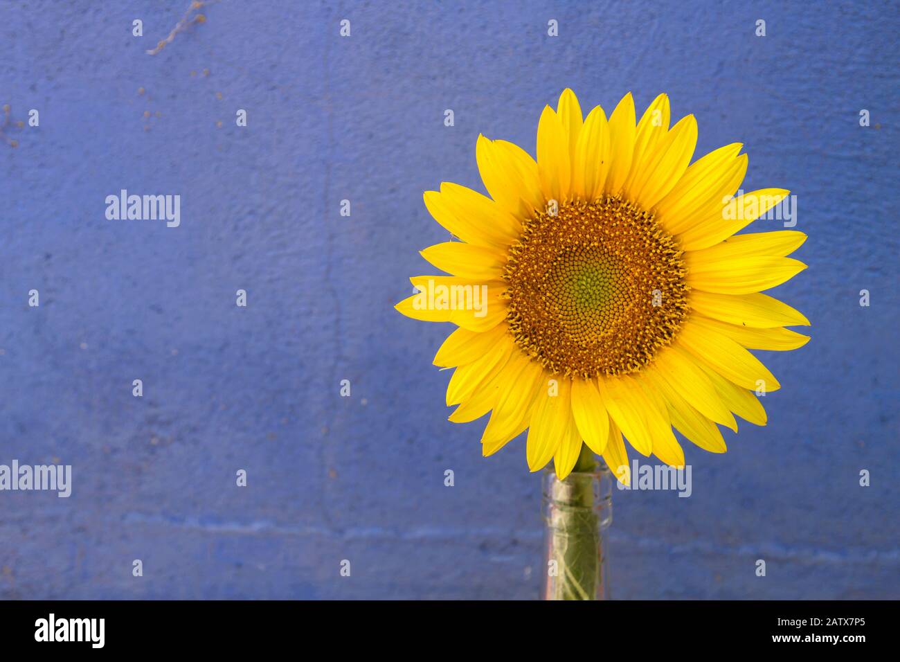 Decorative sunflowers and blue wall Stock Photo - Alamy