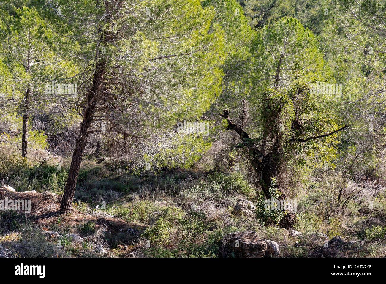 A pine forest scenery in the Judea mountains, near Jerusalem, Israel, at dawn. Stock Photo
