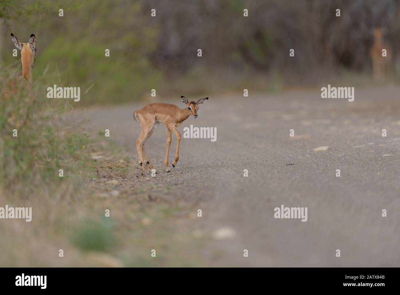 Impala Ewe With Calf High Resolution Stock Photography and Images - Alamy