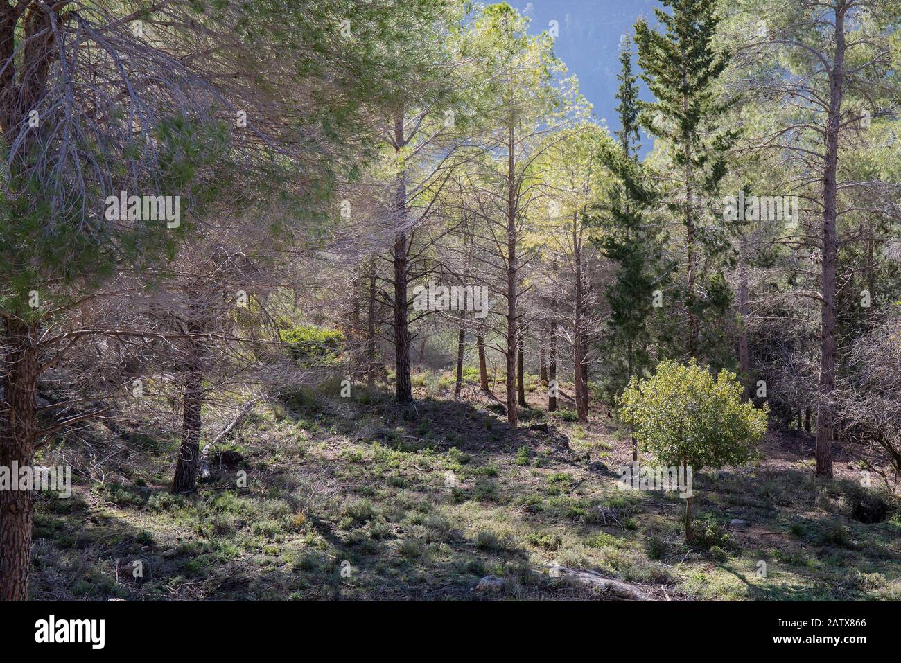 A forest scenery in the Judea mountains, near Jerusalem, Israel, at dawn. Stock Photo