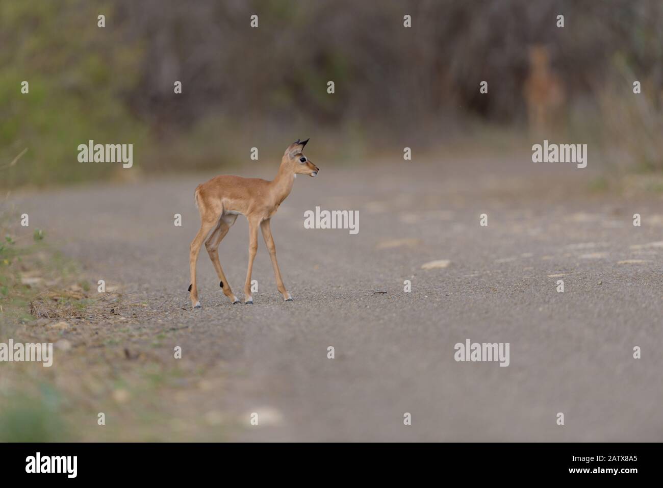 Impala ewe with calf hi-res stock photography and images - Alamy