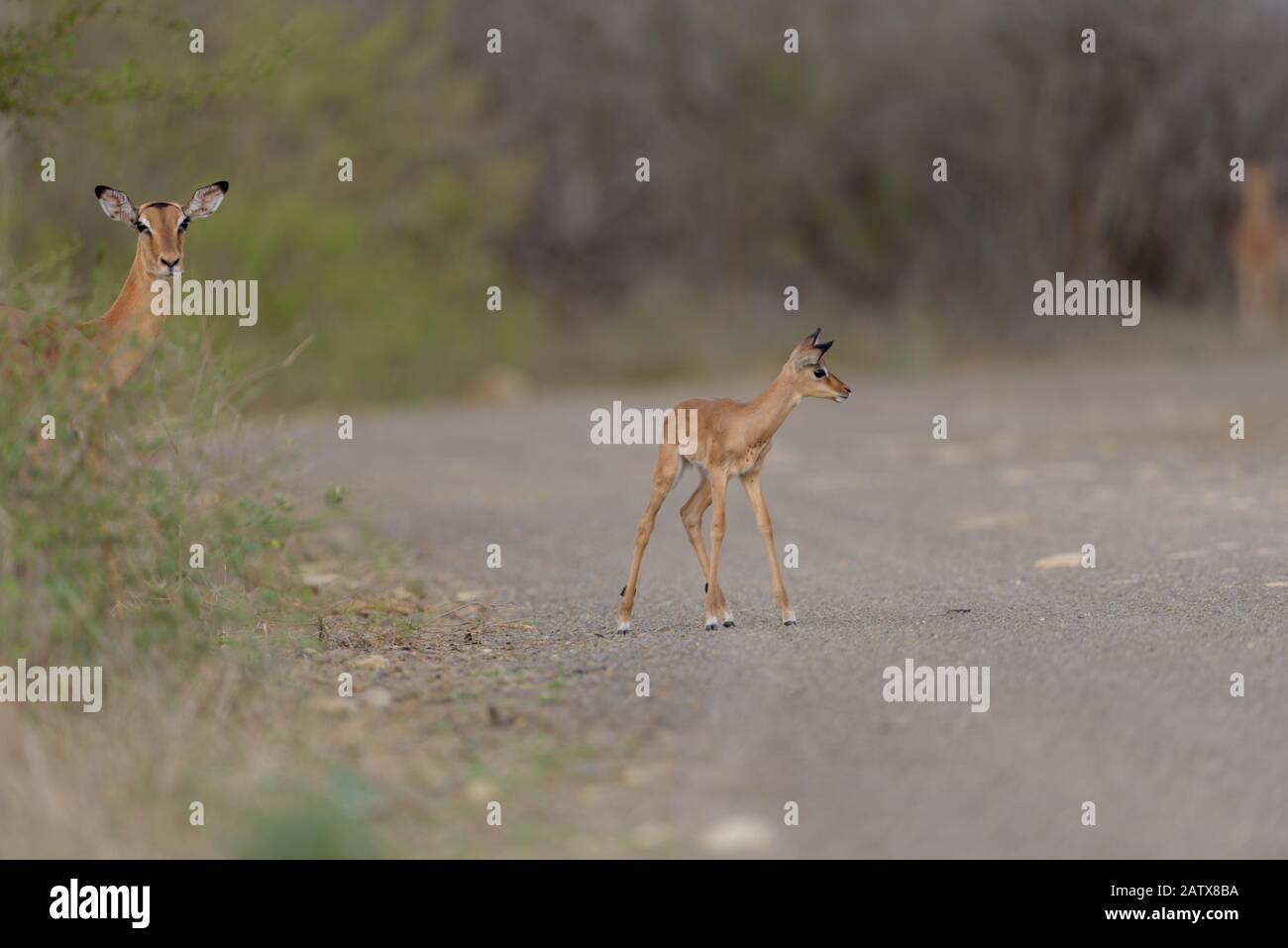 Impala Ewe With Calf High Resolution Stock Photography and Images - Alamy