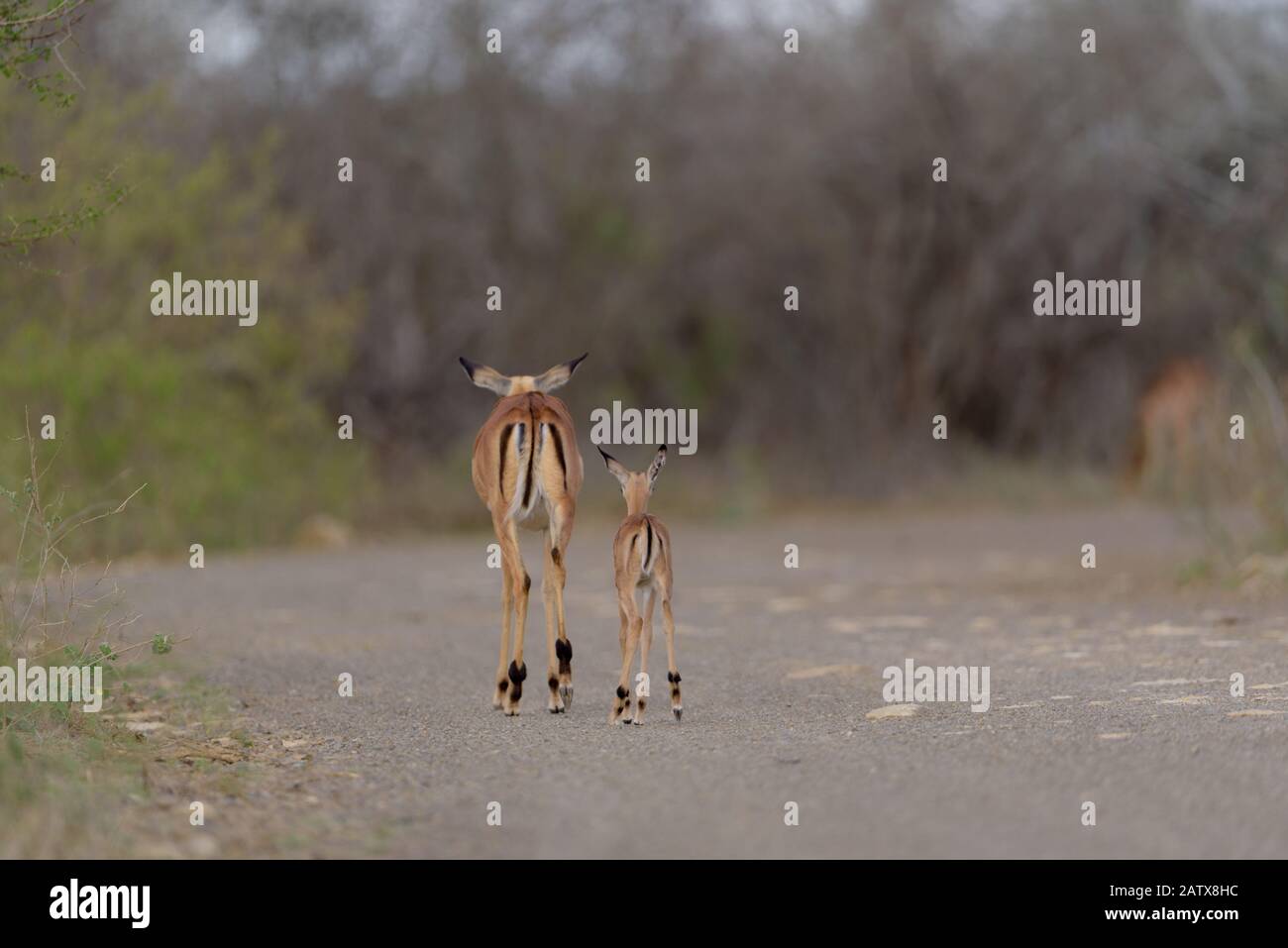 Impala Ewe With Calf High Resolution Stock Photography and Images - Alamy