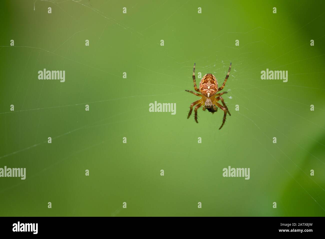 A male European Garden Spider (Araneus diadematus) with its prey on a web. Stock Photo