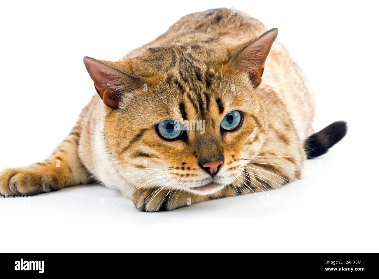 Seal Mink Tabby Bengal Domestic Cat, Male with Blue Eyes laying against