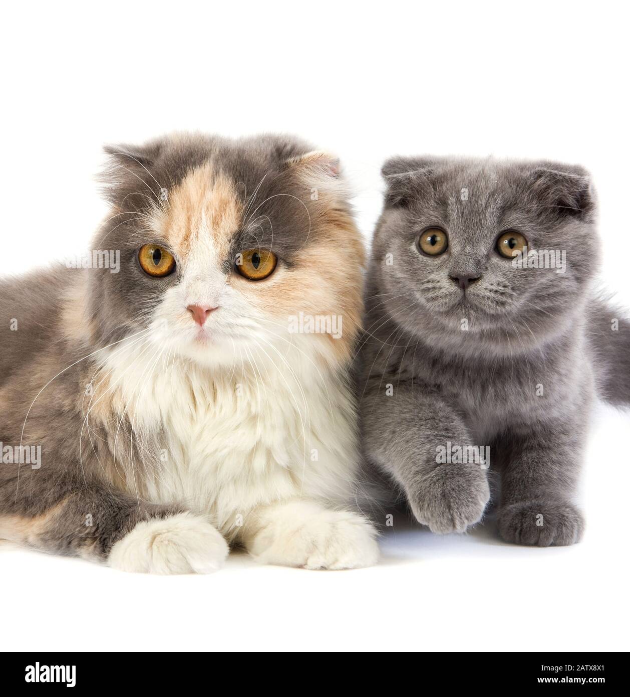 Highland Fold Or Long Hair Scottish Fold Domestic Cat Stock Photos