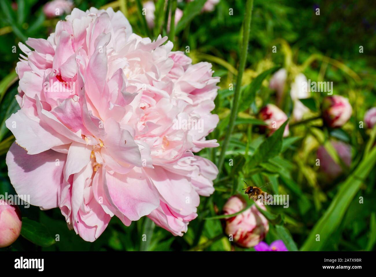 Peony flower with buds and green garden in the background Stock Photo ...